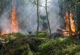 В Новосибирской области в качестве противопожарной меры запретили посещать леса