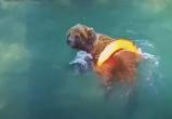 Калужский медведь Мансур наслаждается летом: купается в бассейне и кушает арбуз