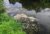 Минприроды сообщило о возможной причине гибели рыбы в Протве