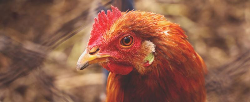 12 000 птиц уничтожат в Калужской области из-за гриппа