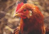 12 000 птиц уничтожат в Калужской области из-за гриппа