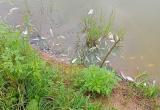 Сотрудники Минприроды начали выяснять причину мора рыбы в калужском водоеме Сотрудники Минприроды начали выяснять причину мора рыбы в калужском водоеме