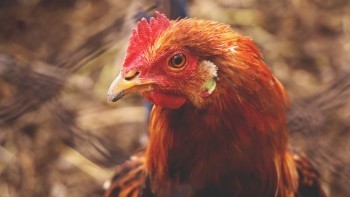 В Калужской области из-за гриппа унитожили 21 тысячу птиц