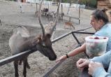 Открытие зоопарка в Калуге вновь перенесли