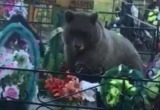 Сообщение о медведе на калужском кладбище оказалось фейком 