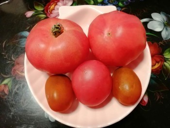 В Калужской области подешевели помидоры и другие овощи
