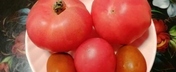 В Калужской области продолжают дешеветь помидоры и другие овощи