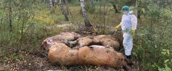 В Калужской области выявили новый очаг африканской чумы свиней