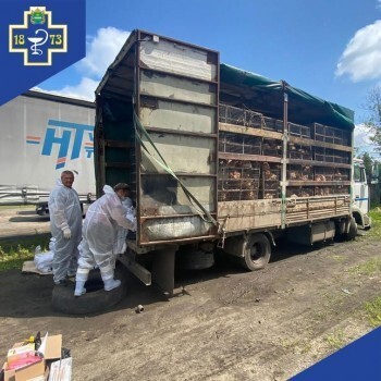 Прокуратура нашла виновника распространения птичьего гриппа в Калужской области