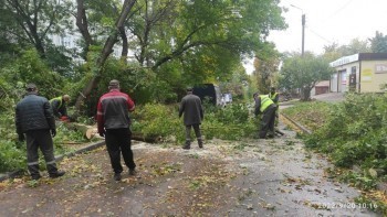 Из-за шквалистого ветра в Калуге упали 22 дерева