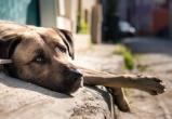 В Калуге заработал онлайн-сервис для отлова бездомных собак
