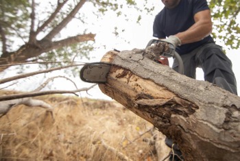 Калужский дачник спилил три дерева у дома и рискует оказаться за решеткой на 7 лет