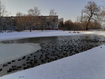 В Калуге на Пуховском пруду поселились четыре сотни крякв и мешают ледоставу