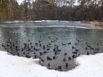 В Калуге более 100 уток остались на зимовку на Сероводородных озёрах