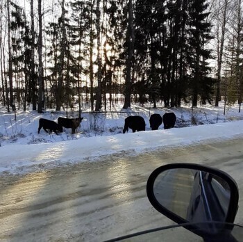Коровы с "Мираторга" становятся причиной ДТП в Калужской области