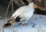 Калужан просят помочь в поисках дикой птицы-инвалида