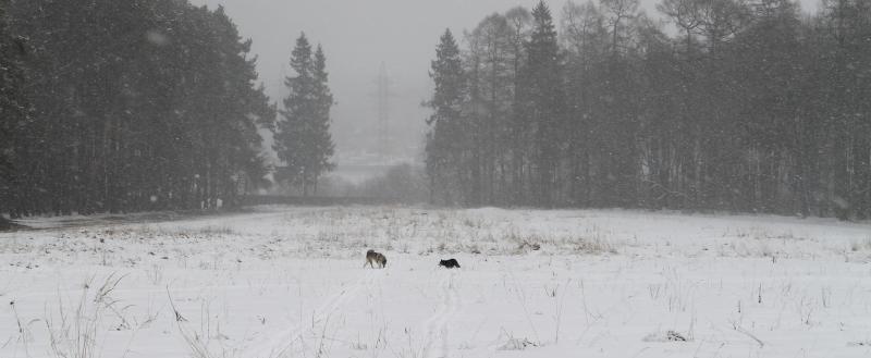 Фото: Kaluga-poisk.ru Фото: Kaluga-poisk.ru