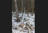 В гибели рабочего на валке деревьев в калужском лесу обвинили его напарника