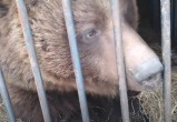 Весна пришла: калужская медведица Маша вышла из спячки