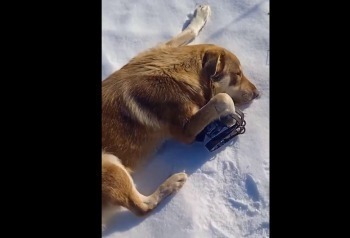 В Калужской области удалось спасти собаку с капканом на лапе