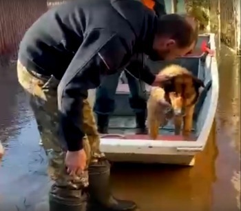 В Малоярославце с затопленных дач  спасли брошенную собаку