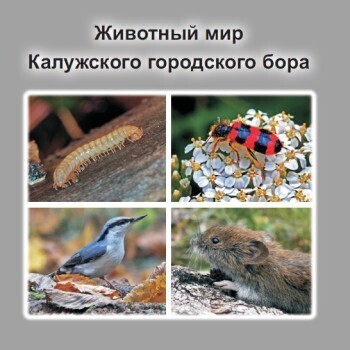 В Калужской области выпустили сборник животных городского бора