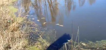 В Калужской области из-за загрязнения озера погибла рыба