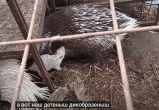 Фото: скрин видео канала  Феникс дикие животные, https://youtu.be/GoC8ympD1DA