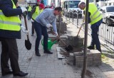 В Калуге на улице Ленина посадили еще 12 молодых деревьев