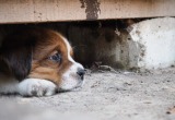 Пристроив в приют найденных щенков, я уже не смогла жить прежней жизнью