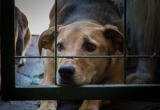 Мы с собакой растолстели после отдыха у бабушки. Теперь худеем вместе
