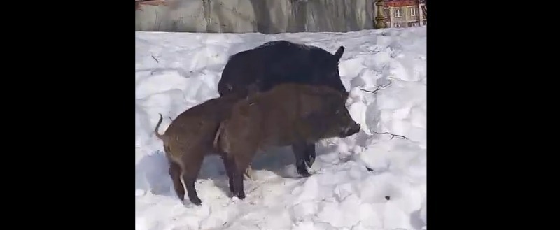 Фото: скрин видео от читателя Kaluga-poisk.ru, заимствование из whatsapp-чата