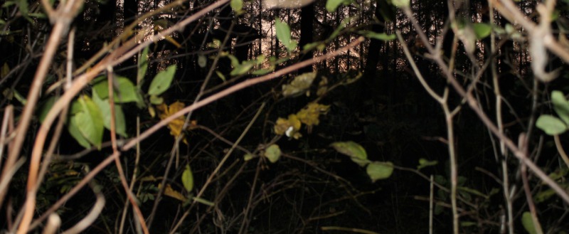 В калужском лесу нашли второй беспилотник