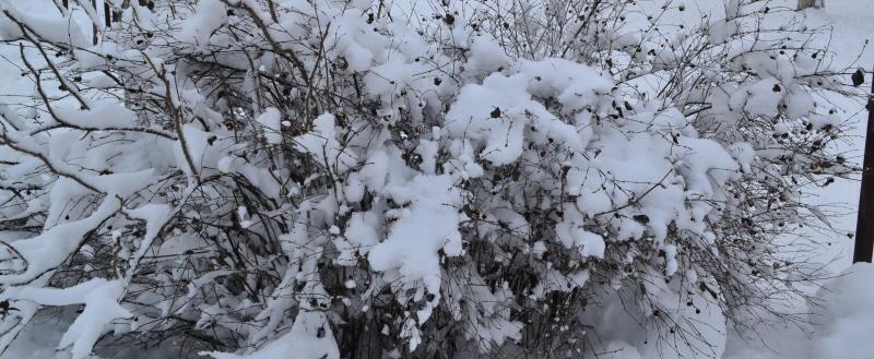 В Калужской области снова прогнозируют заморозки