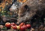 Муж тянул с уборкой в саду все выходные, в итоге полакомиться яблоками пришли кабаны