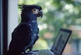 Редчайший черный какаду уничтожил мой дорогой ноутбук - отомстил за дрессировку