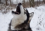 Хаски лает на снежные хлопья за окном, а снег идёт уже второй день. Муж не выдержал этого концерта и уехал к маме