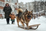 Внук даже не успел обновить санки &ndash; наш пёс присвоил их себе и не хотел отдавать