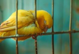 Наша старушка-канарейка стала засыпать и падать с жёрдочки. Оказалось &ndash; дело не в возрасте