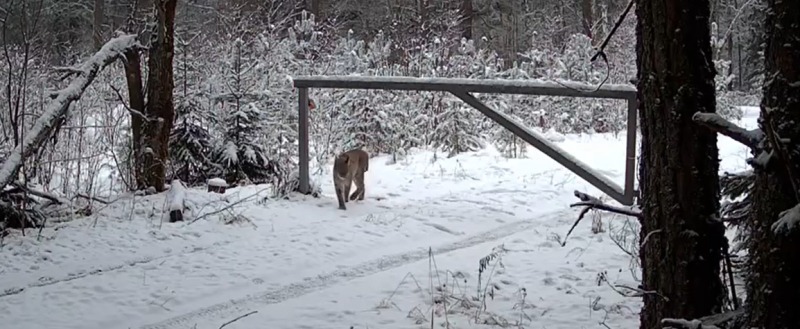 https://vkvideo.ru/video-186902519_456239177 скрин видео заповедника