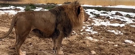 https://t.me/ekoparkbiosfera/793 скрин видео канала Ваграм - Экопарк Биосфера
