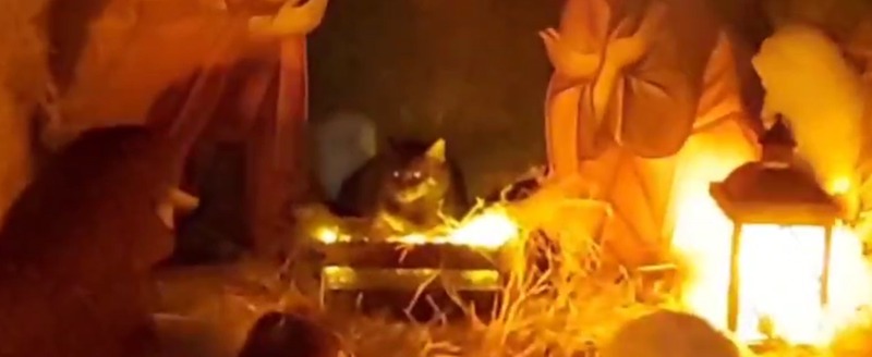 https://t.me/admkozelsk/4004 скрин видео Елены Слабовой
