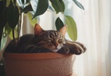 Деревенский кот нашёл дерево даже в квартире &ndash; искали тихоню всей семьёй, пока он спал в большом кашпо с фикусом