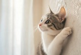 Кот научился взбираться по стенам, как скалолаз. Наклеили новые обои, но не учли уровень его ловкости