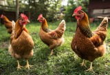 Свекровь подарила мне кур и сообщила, что следующим подарком будет коза