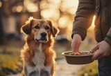 Делились с соседом последним куском, а он нашей едой собак кормил