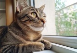 Повесили кормушку за окном, чтобы котик развлекался. А он превратился в пушистого демона и кошмарит весь дом