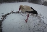 скрин видео канала "Гнездо аистов онлайн" скрин видео канала "Гнездо аистов онлайн"
