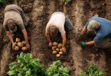 Позвала молодежь, чтобы картошку мне помогли посадить, а они мне все продуктовые запасы подъели