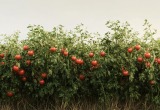Мать с соседкой объединили оба участка под томаты на продажу. А ухаживать за ними почему-то должен я